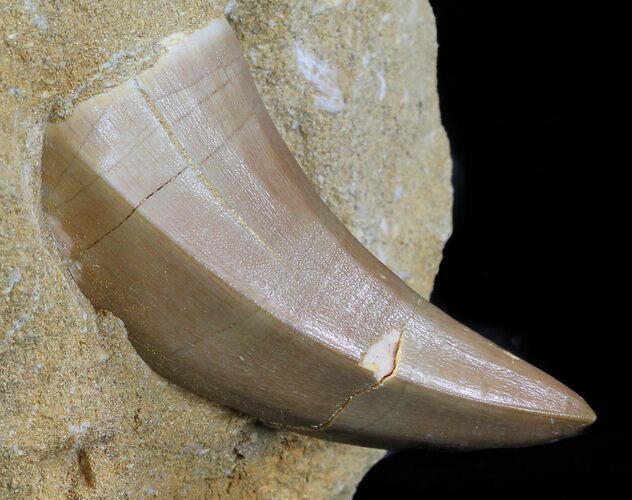 Mosasaur (Mosasaurus) Tooth In Rock #60167